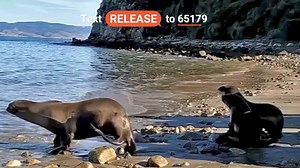 10K reactions · 263 shares | The Marine Mammal Center on Reels | Facebook