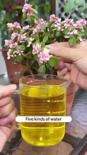 2.4K views · 31 reactions | Boost your blooms with homemade plant food – quick, easy, and effective! #gardening #gardeningtips | Seed to Flower | Facebook