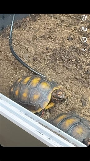 You know this makes you want a tortoise real bad 😏 #lynnsexoticsandaquatics #petsoftiktok #fyp #trending #wentzvillemo #trendingpost #Reptiles | Lynn's Exotics & Aquatics