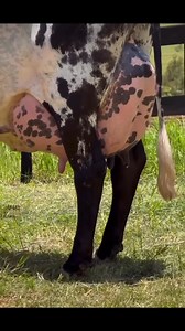 72K views · 4K reactions | Nelson Clara on Reels | Facebook