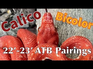 22’-23’ Amazon Tree Boa Pairings