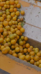 19K views · 122 reactions | BOGO Trivia!  Test to see if you're a true Wild Orange expert. Share your answers with us! | doTERRA Essential Oils USA | Facebook