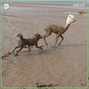 502K views · 10K reactions | Muddy buddies | Barked | Facebook