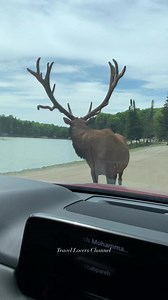Montreal, Canada, 🎥 By: travel.lovers.channel..#travel #familytravel #travelphotography #waterfalls #ocean #hikingadventures #naturelover #adventurelife #tripadvisor #traveltheworld #naturephotography #familytrip #vacation #adventuretravel #familyphotography #forest #islandlife #islandvibes #beachlife #beachvibes #islandlife #sunshine #natureheals #sunset #mountains #hawaiilife #maui #hawaii #bucketlisttravel #TravelMagic #romanticgetaway | Travel Lovers Channel
