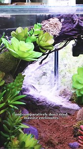 This Tarantula is Among the Most Venomous Spiders in Existence #antscanada #tarantula #venomous | AntsCanada