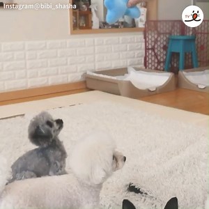 Keep jumping higher~~ | PECO