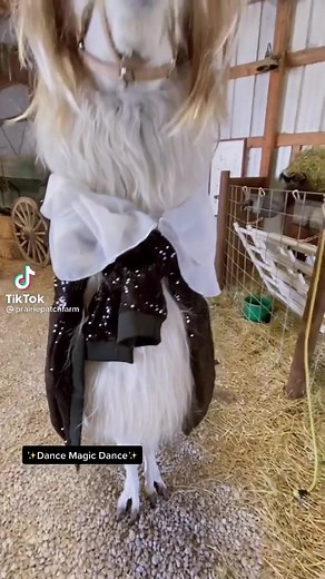 Drop your favorite quote from the film #thelabyrinthe #cultclassics #davidbowi #jareth #goblinking #cosplay #cuteanimals | Mayabess Brown | Facebook