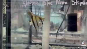 Majestic Angelfish: Graceful swimmers with ornate fins, these celestial beings add an aura of elegance to your aquatic haven. 🐠✨ #AngelicAquarium | Pet Zone Tropical Fish, San Diego, California