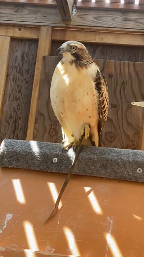 Happy Feel Good Friday! Education Ambassador Red-tailed hawk, Aurelia, is getting comfy on this chilly fall day! Her relaxed posture and tucked foot along with her gentle chirps show us that she is content, and comfortable. . . . . . #rmrp #rockymountainraptorprogram #wildlife #rescue #wildliferescue #animalrescue #owl #eagle #hawk #falcon #conservation #raptor #raptorrescue #rehabilitation #wildliferehabilitation #raptorrehabilitation #education #research #colorado #fortcollins #feelgoodfriday 