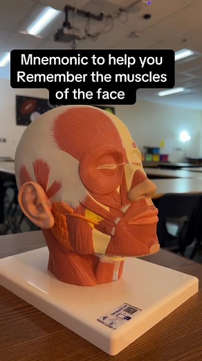 Mnemonic Techniques for Remembering Facial Muscles
