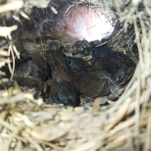 11K views · 267 reactions | #Ep157. Scaly-breasted munia Birds- All bird nests | Review Bird Nest | Facebook