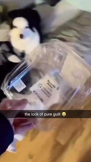 Hilarious Guilty Dog Caught in the Act!