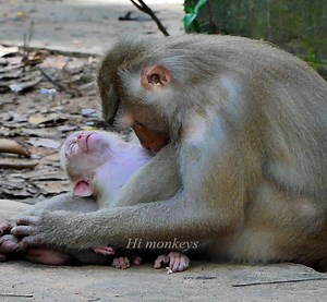 25K views · 578 reactions | LThe baby Leo is weakness by Libby not feed milk for him for longer time ! 1829 | Hi Monkeys | Facebook