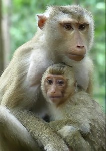 SADNESS monkey Rainbow is try asking her mom for milk under heavy rain, but mom reject her by angry... | Pretty.Mishaa