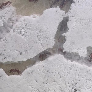 Explore the inner workings of an ant hill with our current promo! Through Thursday, you'll get FREE Buzzerks and Ant Life Cycle Stages with the purchase of the Ant Mountain with Tube of Live Ants. Act fast! This offer marches away soon! | Insect Lore | Facebook