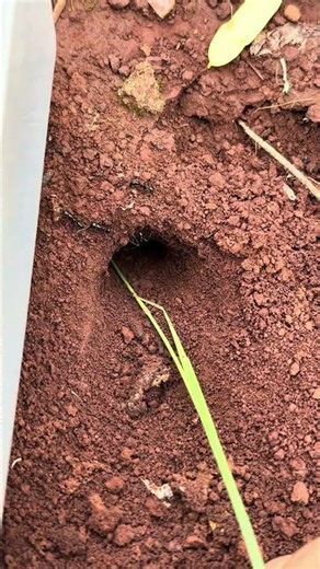 Female centipede VS Smart ants