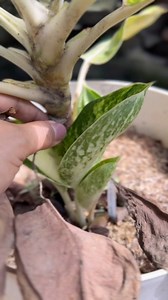 Aglaonema Green Bowl update!,Thank you for the overwhelming support🫰❤️#aglaonemagreenbowl #aglaonemalovers #aglaonemacollections #caladiumcollections#reels #lovekyegarden #lovekye8 #lovekyegarden #lovekye #fyg #gardeninstagram #shortvideos #Reels #plantreels #gardenreels #everyone #highlights #followers#caretips #houseplantcaretips#plantscollection #gardendesign #plantparentcommunity #plantpeoplants #gardenersofinatagram #growyourown #mygarden #gardeninspiration #gardenlove #gardeninstagram #la