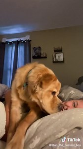 The stare down at the end 😂 #adayinthelife #dogsoftiktok #love #dogtok