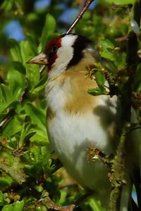 Beautiful birds, bees, butterflies and bugs - together we can help our wildlife thrive. | RSPB