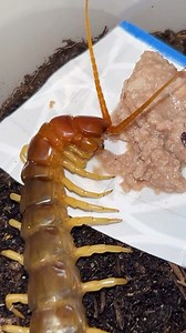 Scolopendra heros Having A Snack . . #scolopendra #scolopendraheros #wildlife #animals #bugs #entomology #nature #myriapod #chilopod #centipede #giantcentipede #petbugs | Luv Exotics