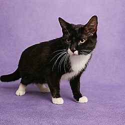 Florence, SC - Domestic Shorthair. Meet Dottie a Pet for Adoption - AdoptaPet.com