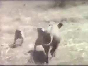 16 reactions | Nice! | Women's choice | Facebook