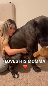 Biggest babies they're🐶🤗 | Cane Corso USA.