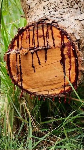 When Trees Bleed: The Story of Dracaena Cinnabari
