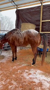 In this video I’m showing grain time and talking through why only 1 of my 3 horses is blanketed, even with ice on them and temps in the teens. The other two are not showing signs of being cold. They’re not shivering, they’re comfortable, and they have thicker winter coats doing exactly what nature designed them to do. A good way to check if a horse truly needs a blanket: • Feel under the mane/neck • Check behind the elbows and knees • Watch for shivering, tight posture, or discomfort Cold ears o