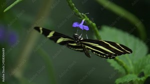 Zebra butterfly on a purple flower, from the front and form above.