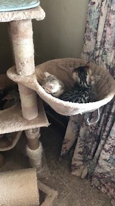 84 reactions · 18 comments | Since the sunroom got the new cat tree yesterday, I decided to move the “old” cat tree into the other kitten room- i theyre lovin it- its new to them & so fun to watch them play on it❤️ | The Bengal Zone | Facebook