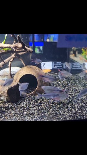 Really bad video of a really pretty fish, Hemigrammus filamentosus (phoenix tetra) Not one you see very often and very rarely showing this colour straight away. ❤️❤️❤️❤️❤️ Also a female Apistogramma agassizi lurking in the background. Pairs available West lothian pet shop license 181479 | Riverside Aquaria
