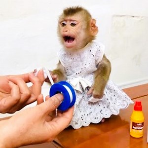 Mommy bandaged the wound on Tina hand to help it heal quickly | Family Monkey Vola
