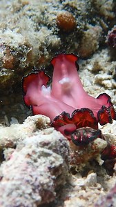 The penis fencing Flatworm 🤺😳 Love is truly a battlefield for these hermaphroditic Flatworms. As soon as they approach one another and are ready to mate, it is instantly game on. They both attempt to inseminate by striking each other with their stubby two-pronged penis. Eventually the ‘loser’ will be stabbed, impregnated and left with the labor of laying the eggs. Its only solace in knowing that their young will carry the genes of a master swordsman. This may just be one of nature’s weirdest m