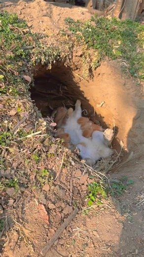 139K views · 6.1K reactions | A female rabbit nursing her young ...