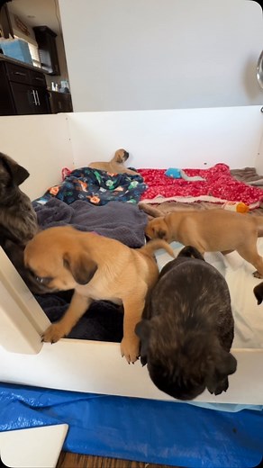 Our 6-month-old chocolate and brindle pug Tootsie is finally allowed to babysit our 6-week-old puppies – and it’s pure chaos and cuteness in one! Watch her hustle as she tries to keep these little escape artists in check. 😅🐾 #pugenvy#PuppyBabysitter #Tootsie #PugLife #FurryFamily #pug #pugs #pugsofinstagram #pugbreeders #pugpuppy #puglover #pugenvynj | Pug Envy