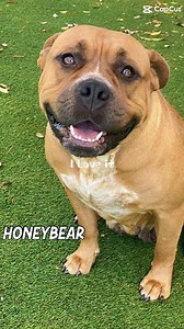 It is the last Saturday to take advantage of our $30 adult dog and cat adoption fees. Visit LeeLostPets.com to view all pets currently available. HoneyBear LOVES it 😂. | Lee County Domestic Animal Services