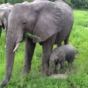 An elephant's pregnancy lasts 22 months. Mothers usually birth a single calf every 2 to 4 years. Elephant reproduction rates aren't high enough to sustain population numbers if current poaching trends continue. AWF trains local community members to be wildlife scouts. These scouts monitor elephants to prevent human-wildlife conflict and deter poachers. http://bit.ly/10CkK2f | African Wildlife Foundation
