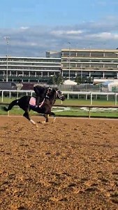 Kentucky Oaks contender Tarifa, winner of the Rachel Alexandra (G2) and Fair Grounds Oaks (G2). 🌸 | FanDuel Racing