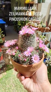 Another stunner in my garden today 🤩😍🥰 Mammillaria zeilmanniana (Rose Pincushion Cactus) #bikolanahardinera #cactusflowers #cactus #cacti #cactuscollection | Bikolanahardinera
