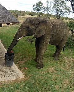 Not all heroes wear capes 🐘😊 | Furry Tails