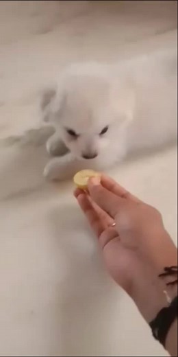 ___angelsnowflakes__ on TikTok