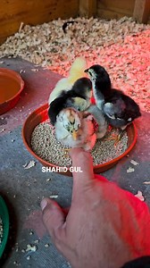 29K views · 764 reactions | Mashallha %100 pure Japanese shamos chicks SHAMO UK  BIRDS #everyone | SHAMO UK | Facebook