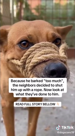 Caring for a Traumatized Dog After Cruelty