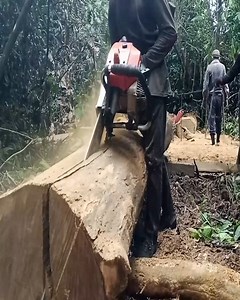 Best Chainsaw Skills!!! Turning Tree Trunks Into Quality Beams and Boards . . . . #chainsawman #lumberjack #logging #pfanner #treejack #UnitedStates #NYC #NewYorkCity #LosAngeles #Chicago #Houston #Phoenix #Philadelphia #SanAntonio #SanDiego #Dallas #SanJose #Austin #Jacksonville #FortWorth #Columbus #Indianapolis #Charlotte #SanFrancisco #Seattle #Denver #WashingtonDC #woodworking #timber #falling | Bulldozer Operator
