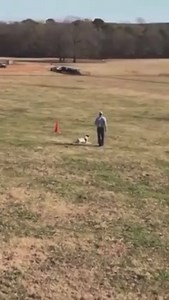 5.2K views · 70 reactions | Rogers Ranch Gelbvieh and Stockdogs on Reels | Facebook