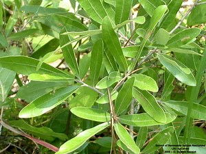 Quercus incana - Alchetron, The Free Social Encyclopedia