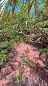14K views · 268 reactions | Miren esta laguna rosada en La reserva natural de Humacao #tiratepr #humacao wow la naturaleza es increible | Tíratepr | Facebook