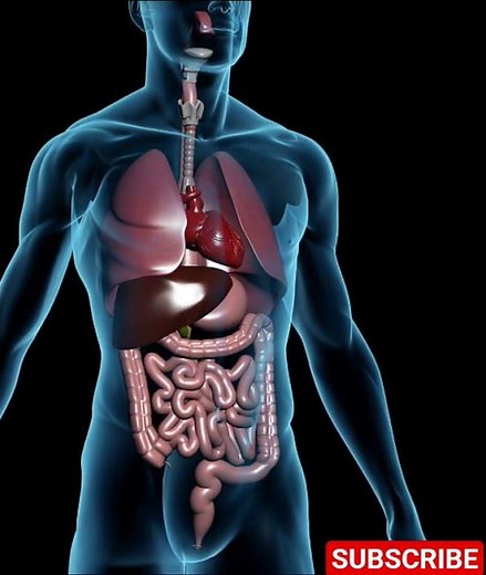 Inside The Human Body: 3D Anatomy Animation