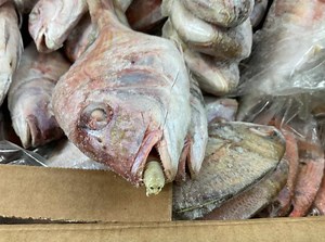 'Tongue-eating parasite' discovered in box of fish